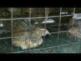 NET12 - Dampak Musim Hujan, Ratusan Burung Puyuh Sakit