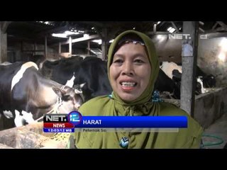 NET12 - Produksi susu sapi menurun