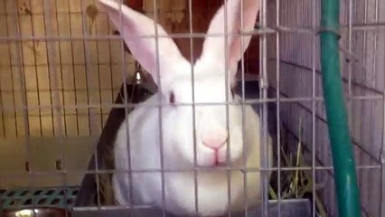 Rabbit Birth - A video diary of Kindling Complications
