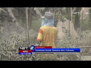 Video herunterladen: NET12 - Tanaman Cabai Sleman Terancam Gagal Panen Terkena Abu Vulkanis