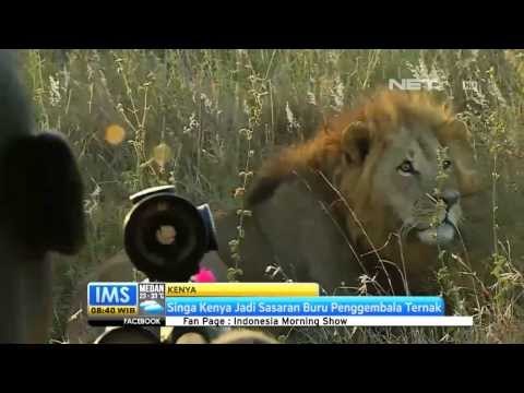 IMS - Kalung pelacak khusus dipasang untuk mencegah perburuan Singa