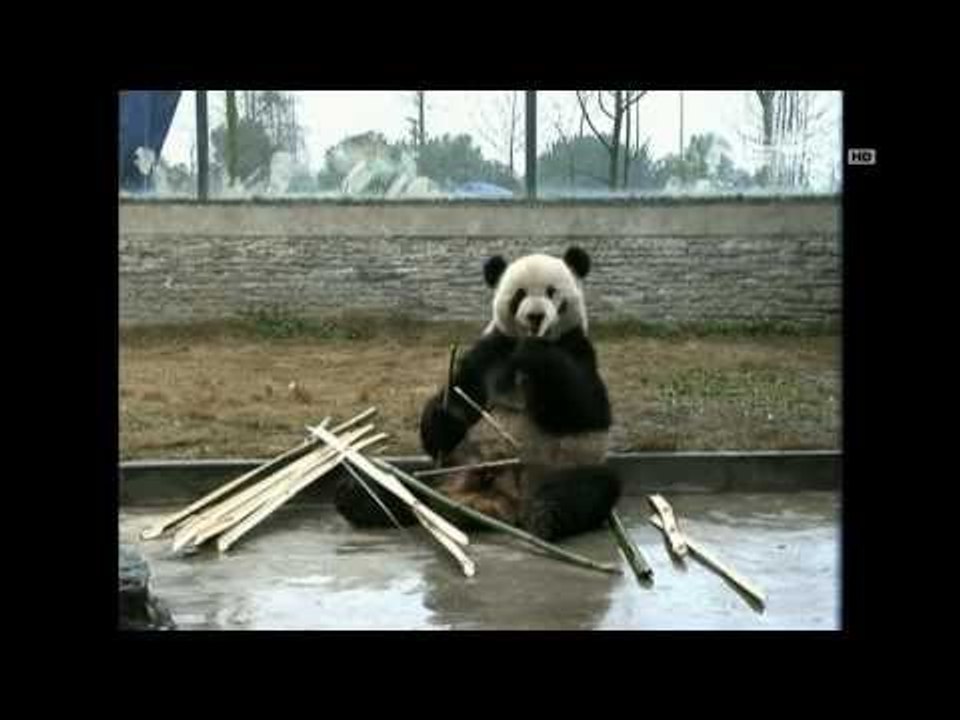 NET5 - 2 Panda Raksasa Cina untuk Belgia