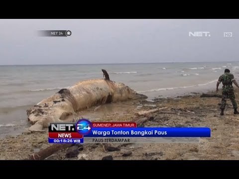 NET24-Bangkai Paus Sepanjang 12 meter Terdampar di Sumenep