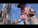 NET12-Petani Cabai Merugi Akibat Abu Vulkanis Kelud