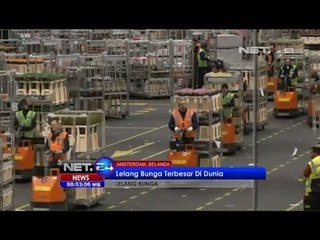 NET24 - Lelang Bunga Terbesar di Dunia