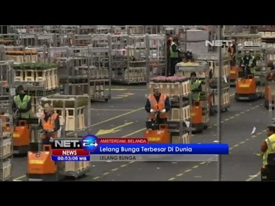 NET24 - Lelang Bunga Terbesar di Dunia