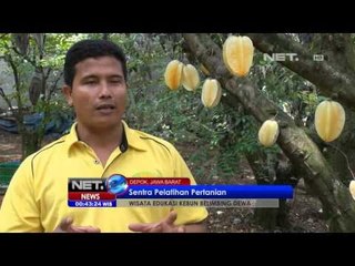 NET24-Wisata Edukasi Kebun Belimbing Dewa