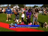 NET24 - Kontest kecantikan Anjing Buldog