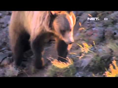 IMS - Today's History Taman Nasional Yellowstone