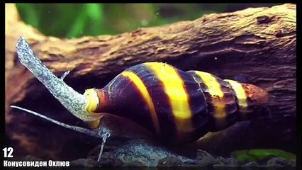 Топ 15 Най-отровни животни