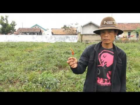 NET5 Petani Cabai Bandung Merugi Akibat Cuaca Buruk