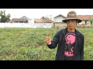 NET5 Petani Cabai Bandung Merugi Akibat Cuaca Buruk