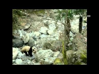 NET5 - Panda rasaksa turun ke desa di Cina