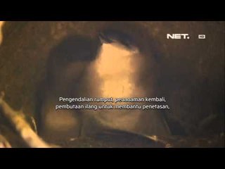 NET17 Usaha Konservasi Penguin Peri Terus Dilakukan di Pulau Tazmania