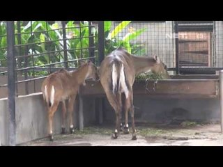 NET24-Satwa KBS Mati Lagi, Kali Ini karena Satwa Sudah Tua