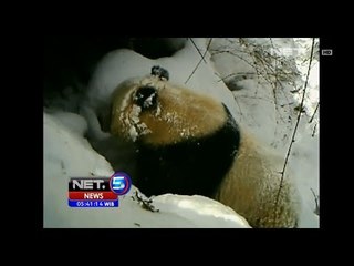 NET5 - Cara panda raksasa memikat lawan jenis