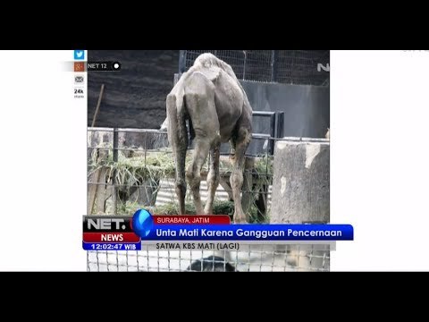 NET12 - Koleksi Unta berpunuk satu bernama Estern mati di Kebun Binatang Surabaya
