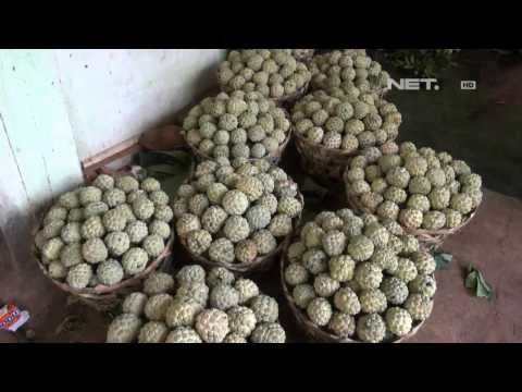 NET5 Berkah Musim Hujan Bagi Petani Srikaya di Sumenep