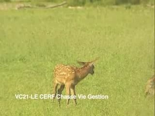 Le cerf, chasse, vie, gestion