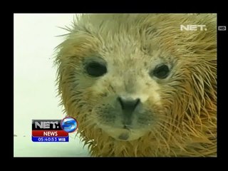 NET5 - Anjing laut tutul di Dailan China