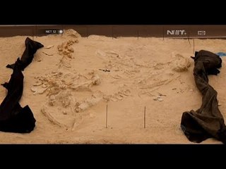 NET12 - Fosil mamalia laut atau paus di temukan di Chili