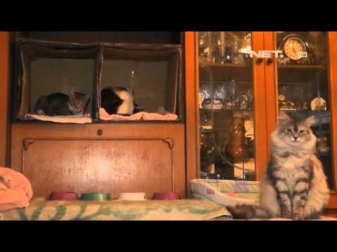 NET12 - Tinggal bersama 55 ekor kucing