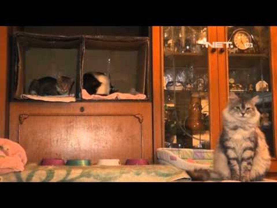 NET12 - Tinggal bersama 55 ekor kucing