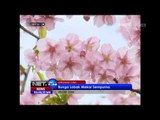 NET24 - Festival bunga spring blossom di China