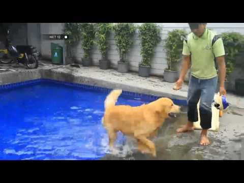 NET12-Hotel Khusus Hewan ini Menawarkan Beragam Fasilitas Layaknya Hotel Bintang 5