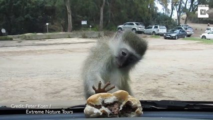 Un singe essaye d’attraper un hamburger derrière le pare-brise d’une voiture