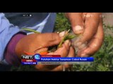 NET12 - Akibat diserang jamur dan ulat, puluhan hektar tanaman cabai di Bantul rusak parah