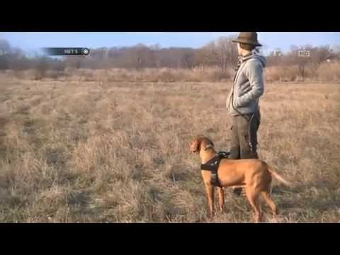 NET5-Teknologi GPS untuk Menyelamatkan Anjing