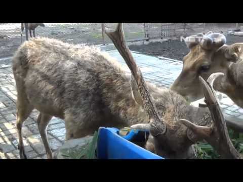 NET17 Satwa Koleksi KBS Lagi lagi Mati Kali Ini Giliran Rusa Timor