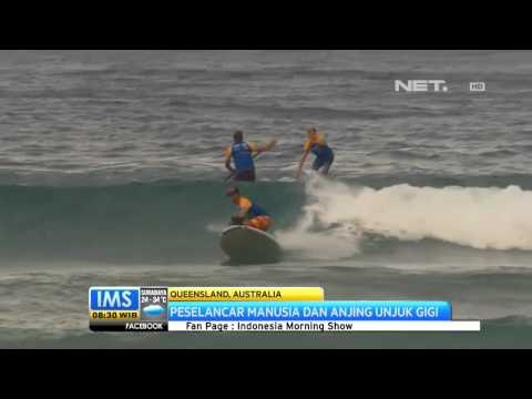 IMS - Festival selancar digelar di Queensland, anjing ikut unjuk gigi berselancar