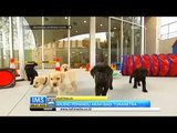 IMS - Anjing pemandu dengan teknologi terkini di buka di Melbourne Australia