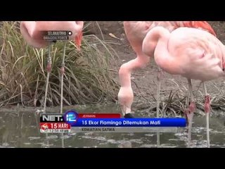NET12-Belasan Ekor Flamingo Ditemukan Mati di Kebun Binatang Jerman