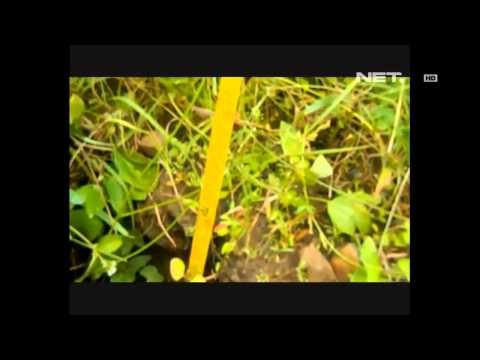 NET17 - BPBD Situbondo menemukan retakan tanah