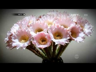 NET5-Taman Kaktus di Kebun Gurun Amerika