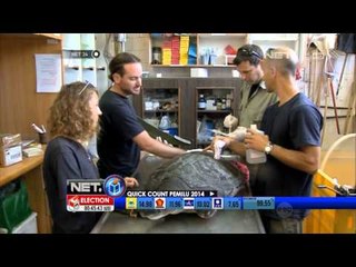 NET24 - Pemasangan anggota badan palsu pada Penyu