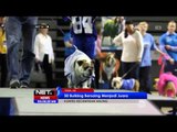 NET24 - Kontes kecantikan anjing di sebuah Universitas Amerika
