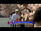 NET12 - Festival Sakura sambut musim semi di Washington