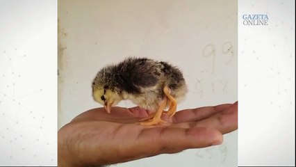 Pintinho com quatro patas