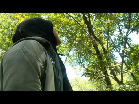 NET24 - Wisata Tarakan Hutan Bakau