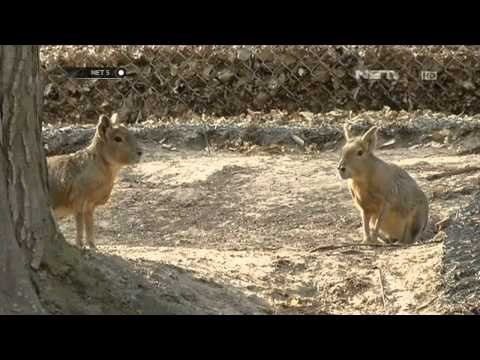 NET5 - 2000 Satwa nyaris mati kelaparan di Ukraina