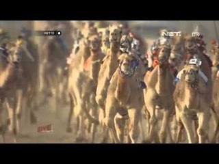 NET12 - Lomba balap hewan terpopuler di berbagai dunia