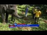 NET24 - Aksi gajah menanam pohon mewarnai peringatan Hari Bumi di Puncak Jawa Barat