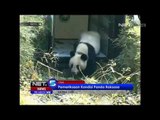 NET5 - Pemeriksaan kondisi panda raksasa di Cina