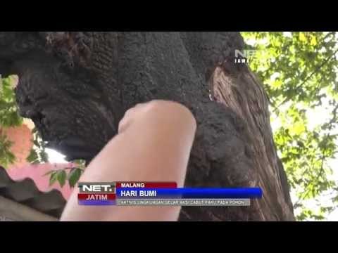 NET JATIM - Aktivis lingkungan di Malang gelar aksi cabut paku pada pohon