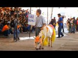 NET5 - Donkey day di Meksiko, kemeriahan untuk para keledai pekerja
