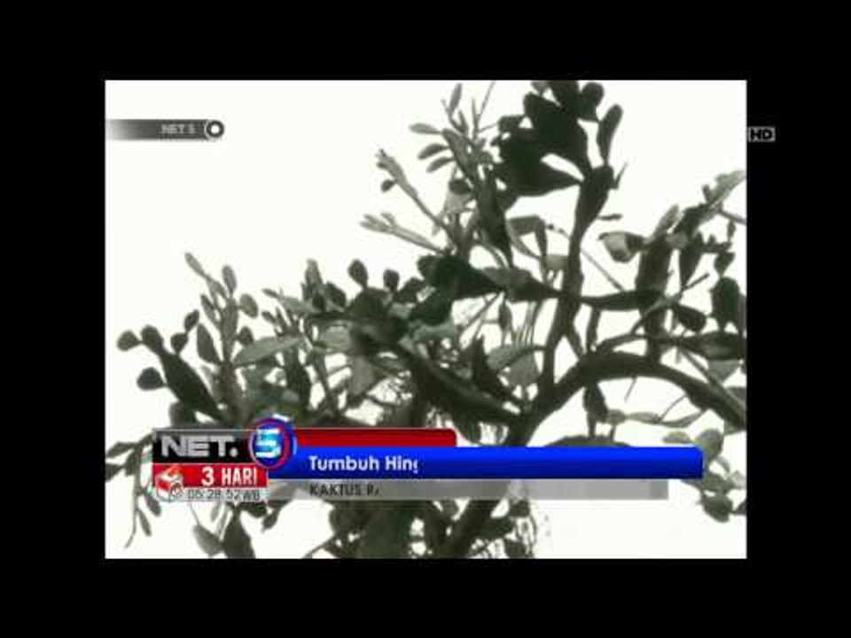 NET5-Kaktus Raksasa Setinggi 7 Meter di Cina